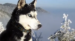 Jak učit husky zpěv, házení a mluví: efektivní metody